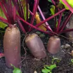 Beetroot Cylindra, as its name suggests, grows a dark red, elongated, cylindrical root, 7 to 10cm (6 to 8in) long.