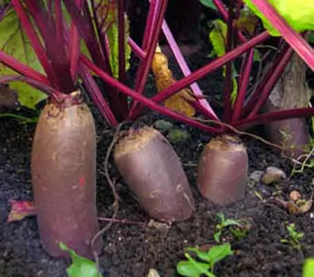 Beetroot Cylindra, as its name suggests, grows a dark red, elongated, cylindrical root, 7 to 10cm (6 to 8in) long.