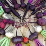 Comparison of Beetroot varieties.