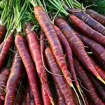 Cosmic Purple has quickly established itself as a carrot variety that is going to continue to be very popular in years to come.