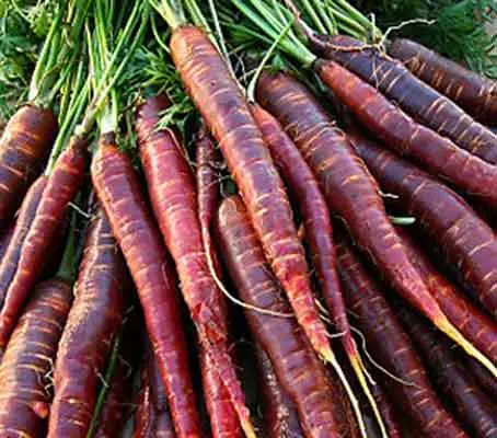 carrot cosmic purple