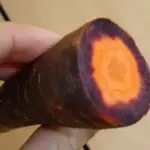 With a beautiful purple skin, the deep velvety exterior give way to a starburst of brilliant orange at their core.