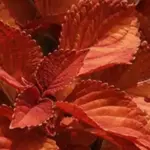 Excellent in full sun, they work well alone making distinctive container plants and combine well with the warmer colours in the border.