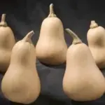 'Hunter F1' is an early maturing Butternut Squash which has been developed to suit the UK climate.