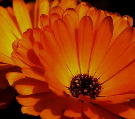 Indian Prince is quite unlike other varieties, the dark orange rays are in layers of orange, backed with mahogany red petals.