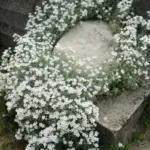 Cerastium tomentosum var. columnae -3108