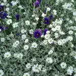 Cerastium tomentosum var. columnae -0