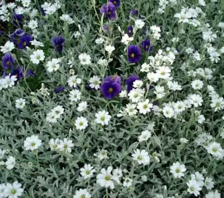 Cerastium tomentosum var. columnae -0
