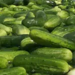 The original Marketmore was released in 1968, it is now firmly established as one of the 'Greats' in the cucumber world.