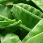 Pea ‘Oregon Sugar Pod’ features extremely hardy, high yielding vines of 10cm flat pods.