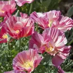 This exotic mix contains all of the Thai Silk series of colours: Appleblossom, Apricot Chiffon, and Pink Champagne.