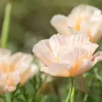 Eschscholzia californica 'Thai Silk' Mix-18347