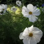 Like all the other Cosmos varieties, it's a snap to grow from seed.