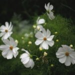 Large, graceful, saucer-shaped flowers are handsomely offset by the masses of mid-green feathery foliage.