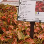 Coleus blumei, 'Wizard Coral Sunrise'-3800