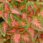 Wizard Coral Sunrise feature coral pink heart-shaped leaves with contrasting shades of olive and intense bright green margins.
