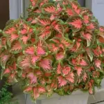 They grow naturally close-to-the-ground and never need pinching to reach a bushy, symmetrical, compact form.