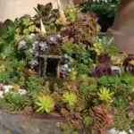 Planted containers with other succulents they make wonderful components for miniature or fairy gardens.