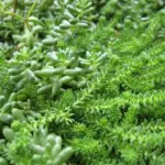 If started early, it forms a nice dense ground cover the very first season.