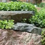 They can be can used for edging a pathway or grown around rocks or anchored into crevices of walls.