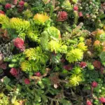 This mixture of many attractive low-growing sedum varieties represents a wide range of foliage types and flower colours.