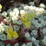 Sedum are tough and easy to grow and will thrive and spread in droughty rockery edges in full sun.