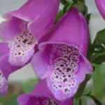Digitalis purpurea 2.5gms ~25,000 Sds-3477