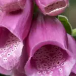 Digitalis purpurea 2.5gms ~25,000 Sds-3478