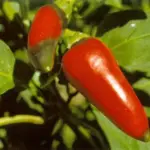 Jalapeño are among the most popular and commonly available hot chilli peppers in the world.