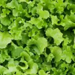 “Green Salad Bowl” is a large fast growing rosette lettuce with long, light green, deep cut leaves.
