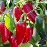 Jalapeño are among the most popular and commonly available hot chilli peppers in the world.