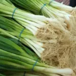 The White Lisbon is an old favorite and ever popular Spring Onion.