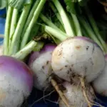 Turnip Purple Top Milan is now available in Organic form.