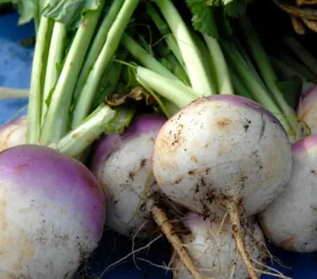 Turnip Purple Top Milan is now available in Organic form.