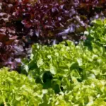 Salad Bowl lettuce includes both red and green varieties. Amply named, one plant fills a salad bowl with no need to add other lettuces.