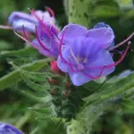 Echium vulgare 'Vipers Bugloss'-3561