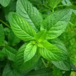 Mint, 'Peppermint' Mentha x piperita-0