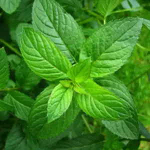 Mint, 'Peppermint' Mentha x piperita-0