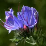Echium vulgare 'Vipers Bugloss'-0