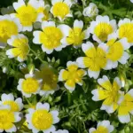 The abundant flowers appear from summer to autumn and attract bees and butterflies for the duration.