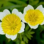 The golden-yellow centred, saucer-shaped flowers of the familiar Limnanthes douglasii are delicately scented.