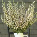 Digitalis lanata 'Café Crème' -19218