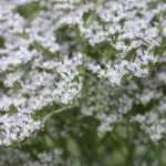 Limonium tataricum, commonly known as Statice is among the prettiest of hardy plants