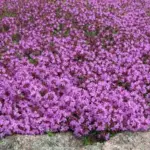 Thymus serpyllum: 1 gram ~ 7,000 seeds-3698