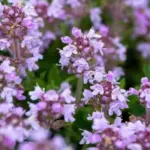 Thymus serpyllum creeping thyme