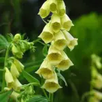 Extremely hardy, Digitalis grandiflora is one of the toughest and best performers of all the foxgloves.