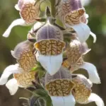 Digitalis lanata has a beautiful colouration. This unusual foxglove is well-worth trying in a shady spot in the garden.