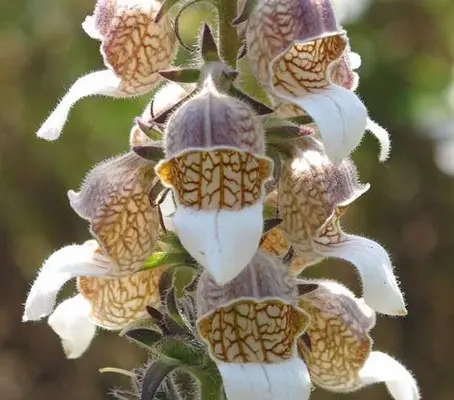 Digitalis lanata has a beautiful colouration. This unusual foxglove is well-worth trying in a shady spot in the garden.