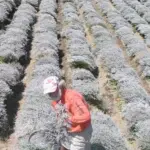 Statice can be cut at any time and keeps its colour well in winter bouquets.