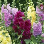The shortest in the Alcea rosea family. 'Queeny' is a dwarf Hollyhock that reaches only 60cm (24in) in height